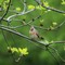 Northern Cardinal - Female