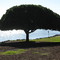 Weird Tree on the Coast Guard Base Sector San Francisco