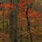 Red Maple