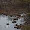 Landscape Reflections