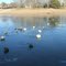 Frozen Pond