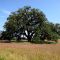 Ancient Oak and wildflowers at The Laurel Tree near Utopia, Texas