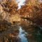 Cypress in Fall