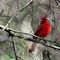 Northern Cardinal