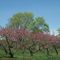 Roger Orchards