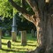 Memento Mori - Tree and Graves