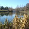 Steele Creek Park Lake