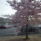 pretty pink tree