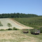 Hay Field and Apple Orchard