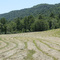 Hay Field in Fortune Cove