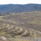 Orchard in March