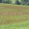 New crop emerges in Fortunes Cove