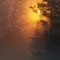 Magic Light in the Forest