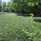 Pond covered with foliage