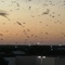 Purple Martins at Dusk
