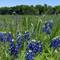 Texas bluebonnets