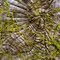 Tree Knot Knowledge