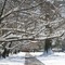 Chickasaw Gardens Spring Snowfall