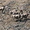 Bighorn Sheep