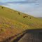 Along Harms Rd, springtime wildflowers