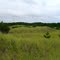 Looking back in-land from the trail to the seashore.