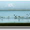Birds and a Rainier - 198210LJW