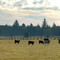 Humptulips pasture - 200710LJW