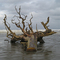 Stump