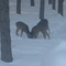 Deer Eating