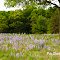 Lupine - Plainfield, Wisconsin