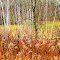 Sumac and Birch