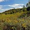 Borst Valley Sedge Meadow State Natural Area