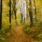 Autumn path