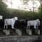 The Kopp's cows