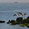 Bird versus Man. Who caught more fish?