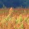 Amber Waves of Grain