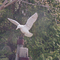 Michigan / Greenbush / Peace-pigeon