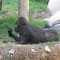 zoo28