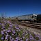 Wildflowers and rail cars