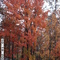Winchester Drive - Fall 2004