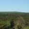 Luzerne Boardwalk Overlook over Huron Forest