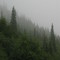 trees in denali