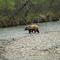 Grizzly at Denali Backcountry Lodge