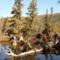 beaver dam Denali National Park
