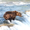 Brown Bear, Upper Falls, Katmai National Park, Alaska