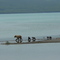 Happy family (Katmai National Park, AK)