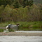 Enough fishing for today (Katmai National Park, AK)