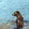 Alaskan Brown bear fishing near Brooks
