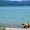 Grizzly at Brooks campground -- rickus123