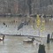 Blue Heron